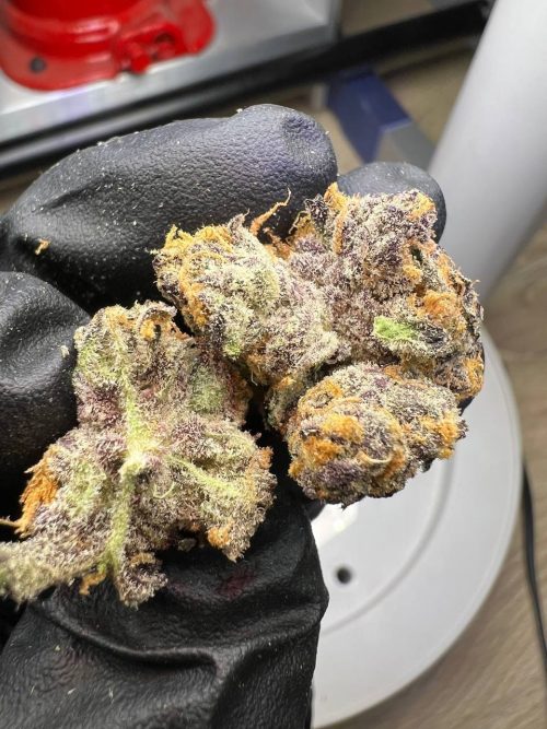 Cherry Pie Strain - Image 3