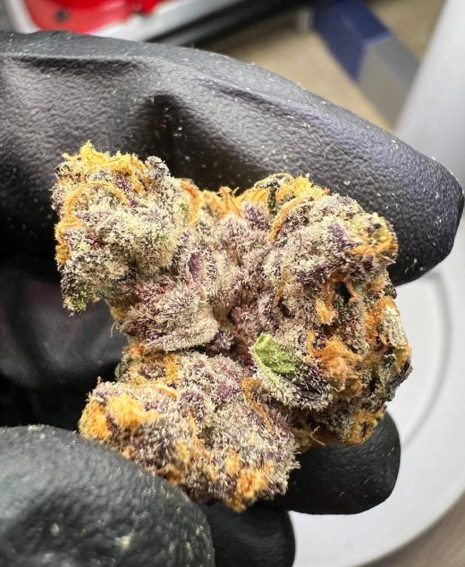 Cherry Pie Strain