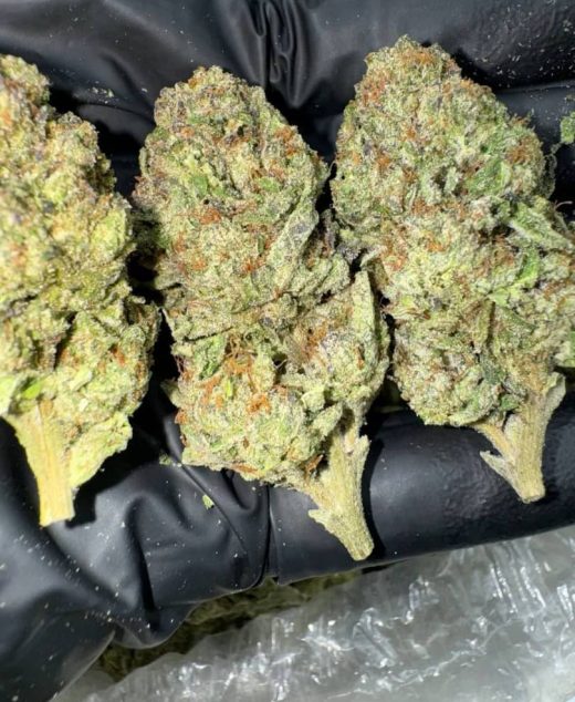 Sherbet Gelato Strain