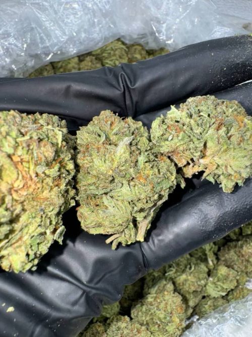 Sherbet Gelato Strain - Image 2