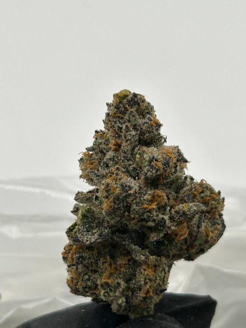 RS 11 Strain