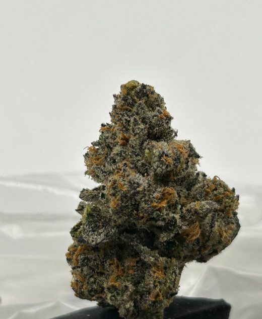 RS 11 Strain