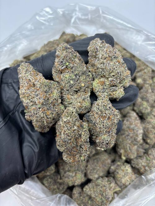 Italian Ice Strain - Image 2