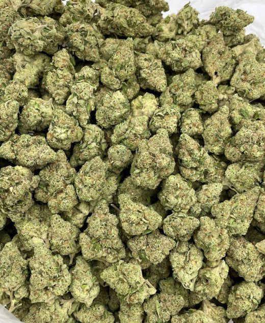 Cactus Cooler Strain