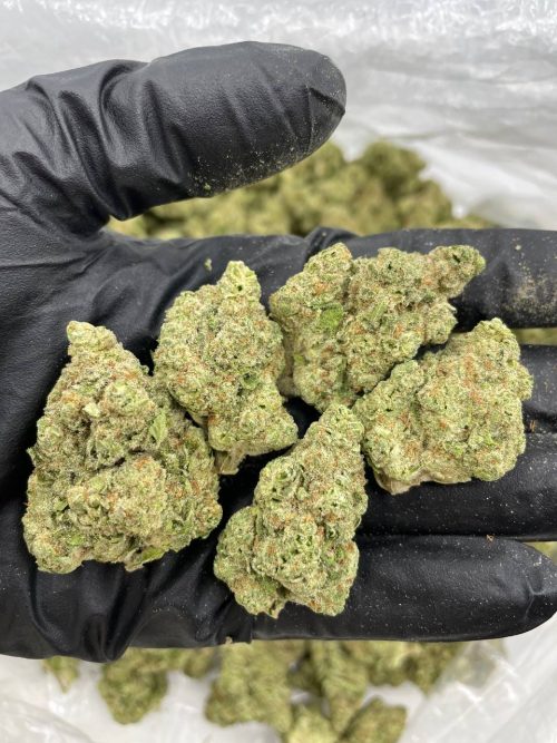 Cactus Cooler Strain - Image 2
