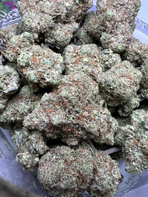 Original Glue Strain
