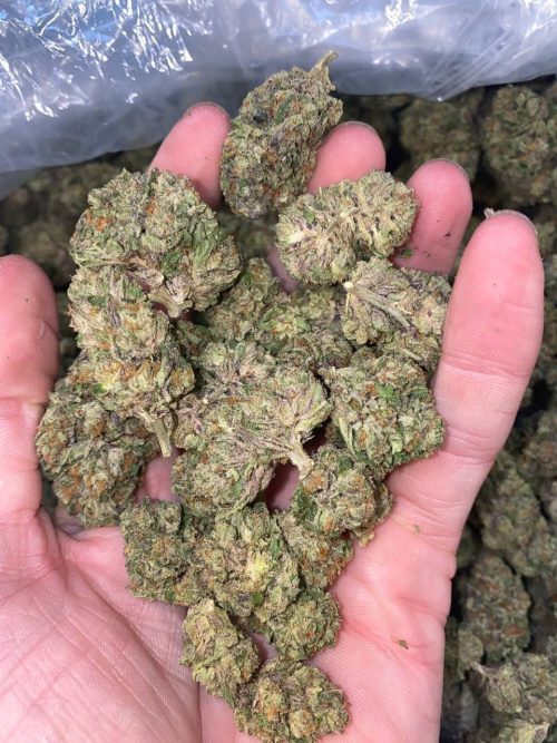 Biscotti Popz Strain - Image 2