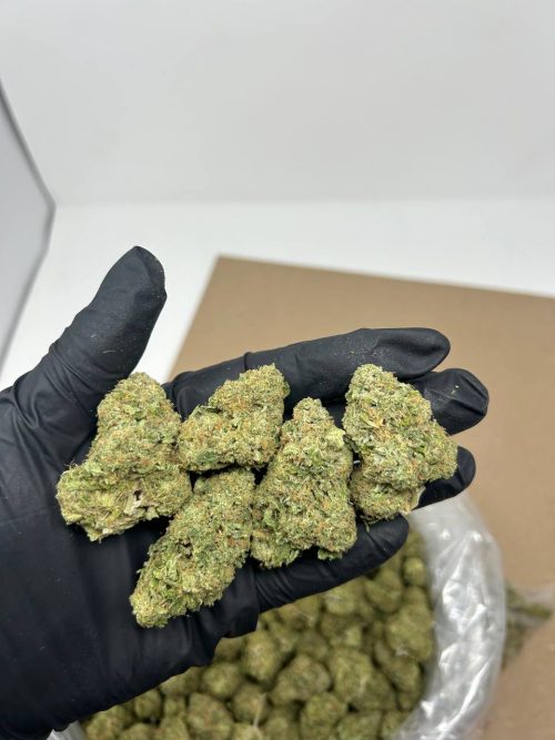 Yellow Zushi Strain - Image 2