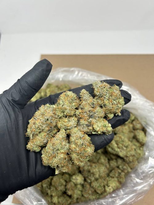 Blue Zushi Strain - Image 2