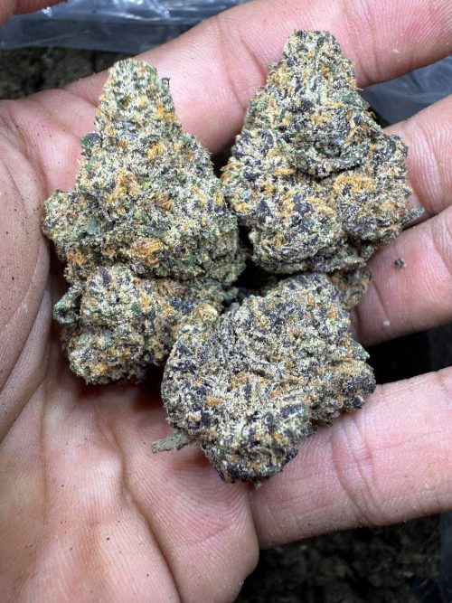 Skywalker Strain - Image 2