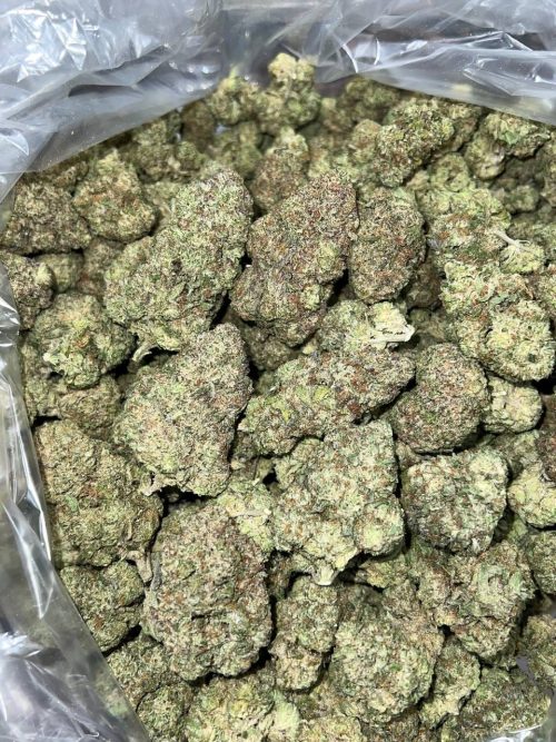 Ice Pop Strain