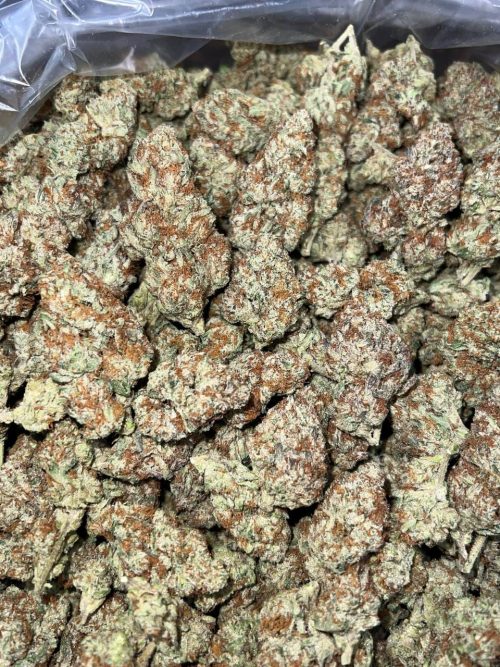 Sherblato Strain - Image 2