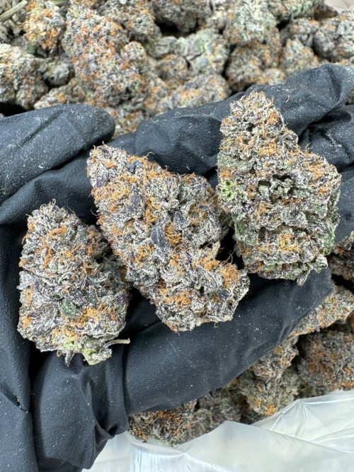 Gelato Gas Strain