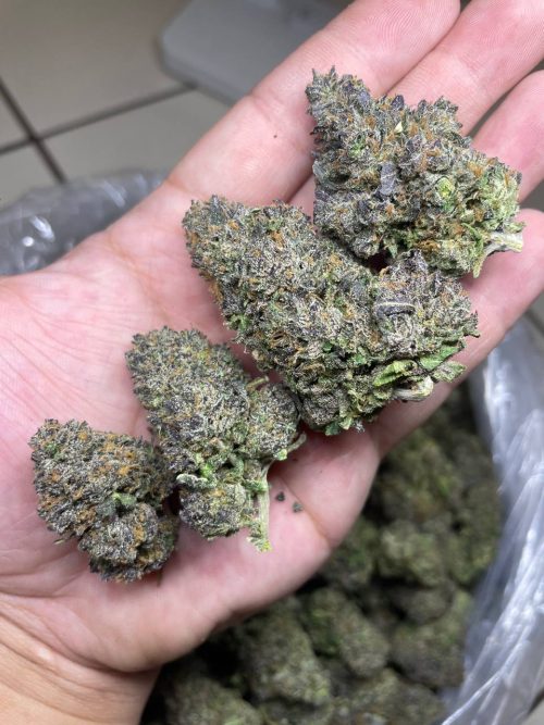 Candy Lato Strain