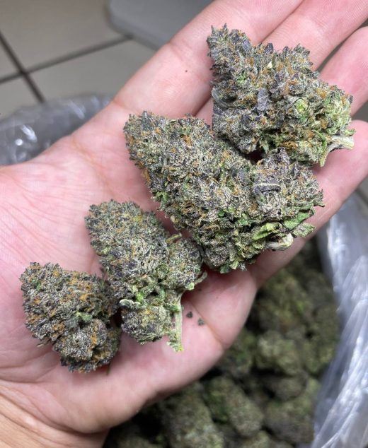 Candy Lato Strain