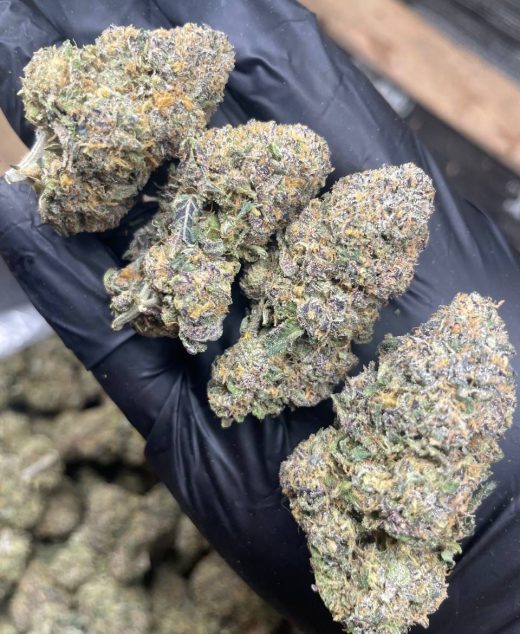 Cookie Gelato Strain