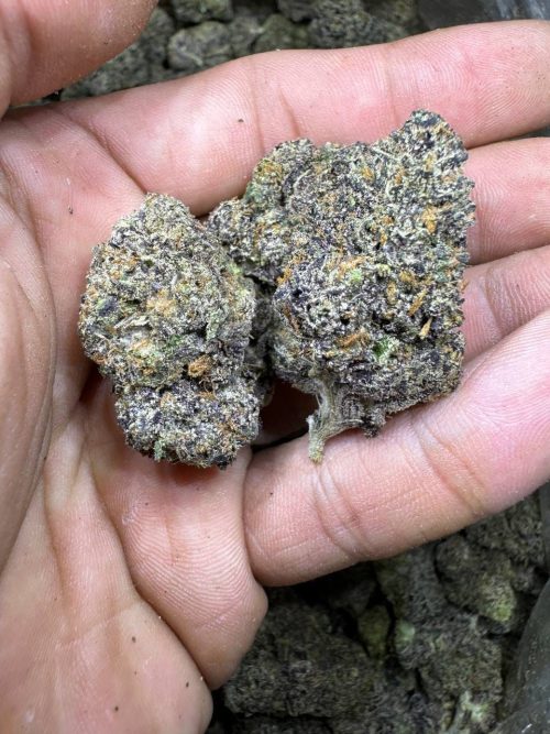 Jolly Rancher Strain - Image 2