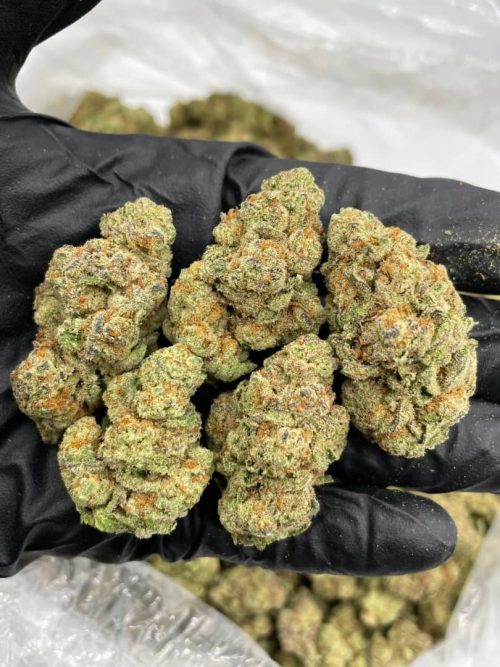 Glitter Bomb Strain