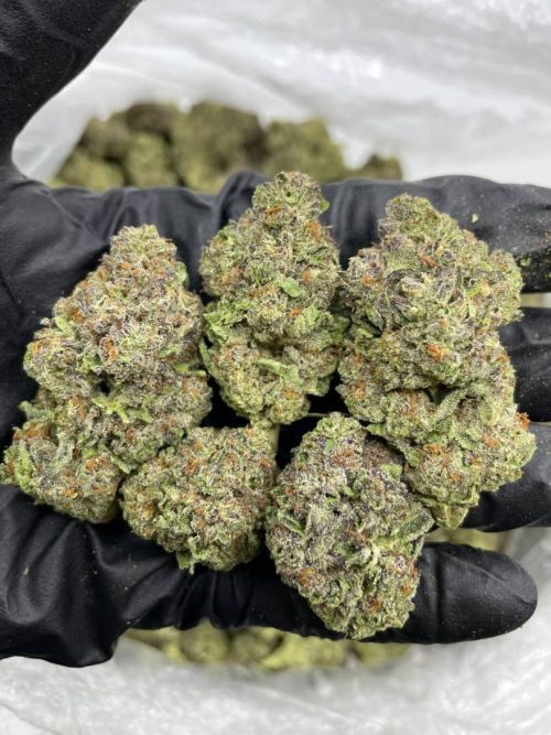 Grape Gelatti Strain