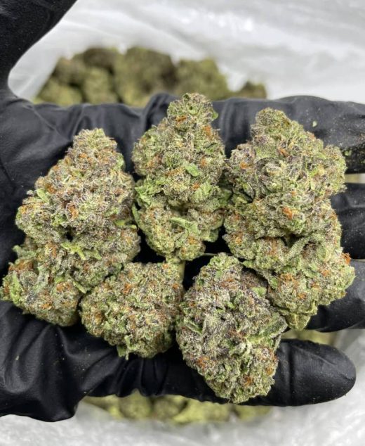 Grape Gelatti Strain