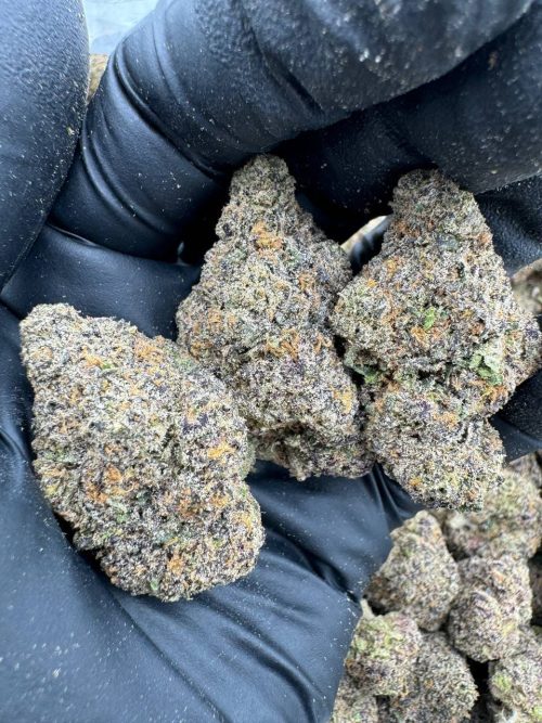 Biscotti Sherbet Strain