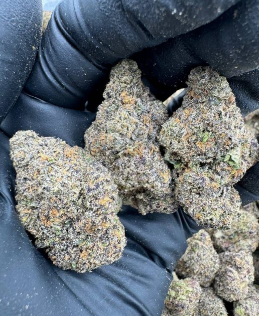 Biscotti Sherbet Strain