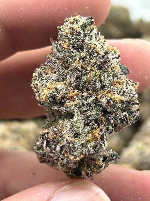 Gumbo Strain - Image 2