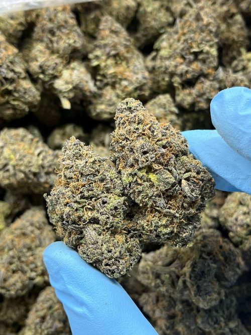 Georgia Pie Strain - Image 2