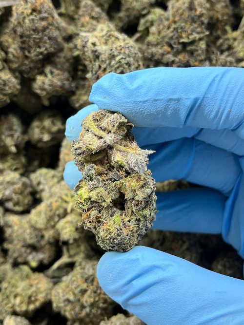 Georgia Pie Strain - Image 3