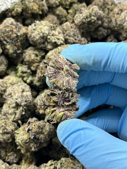 Scooby Snacks Strain - Image 2