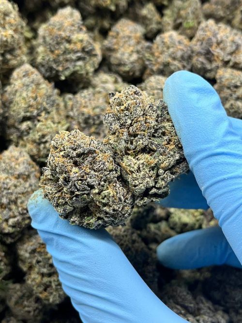Scooby Snacks Strain - Image 3