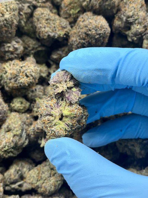 Frozen Grapes Strain - Image 3