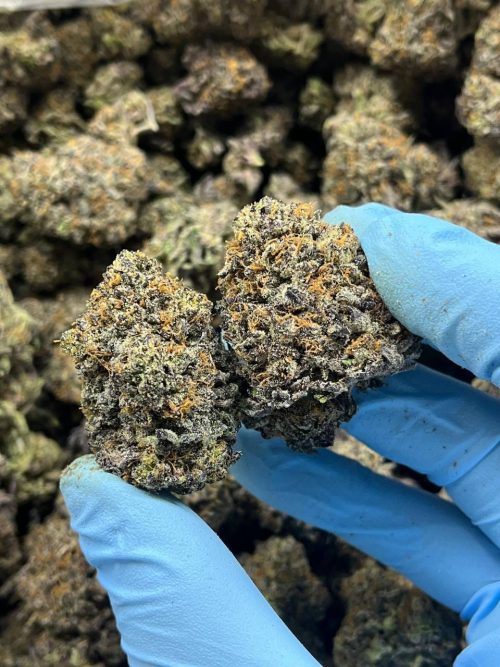 Ice Cream Cake Strain - Image 2