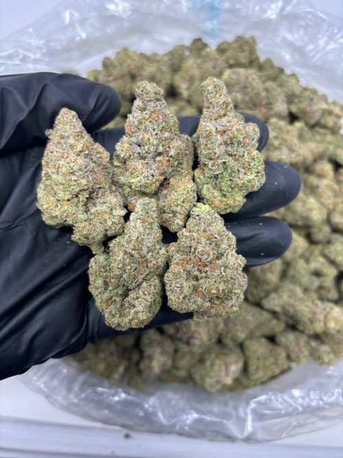 Midnight Gelato Strain
