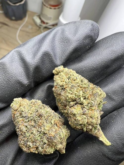 Purple Passion Strain - Image 3