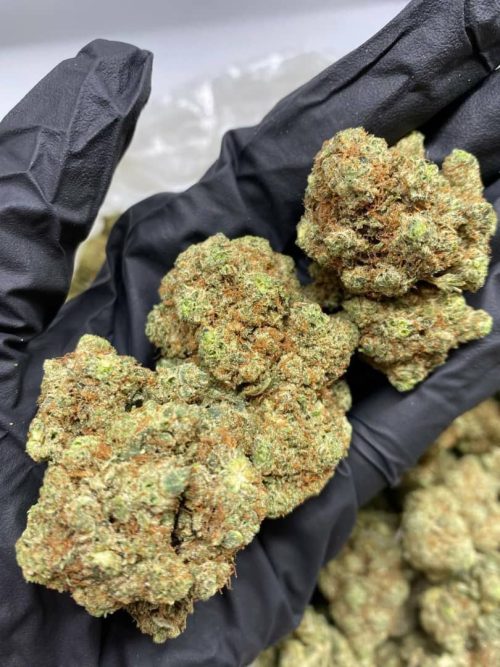 Jelly Mintz Strain
