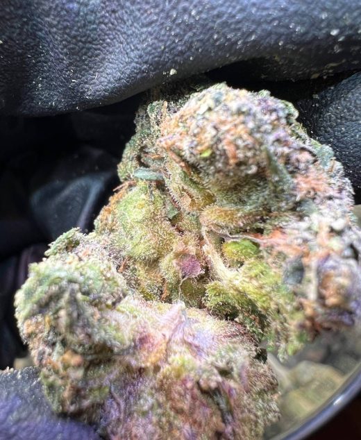 Tahiti Lime Strain