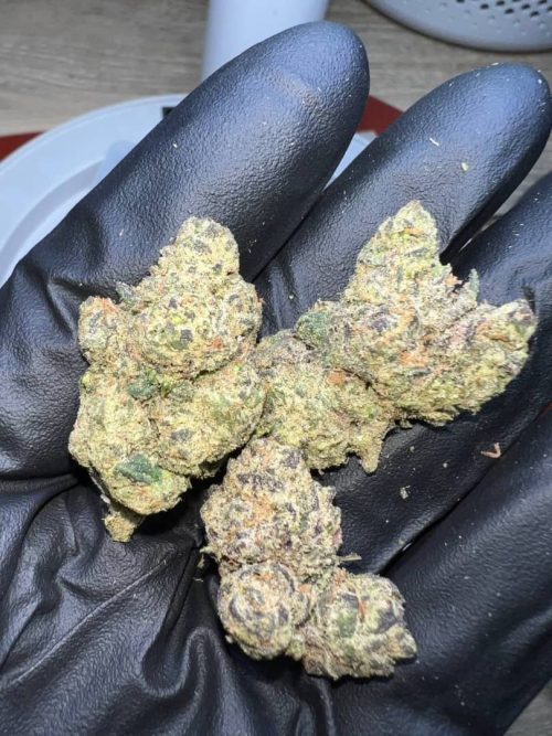 Rotten Rozay Strain