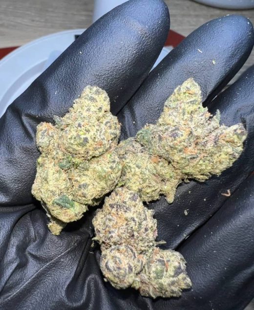 Rotten Rozay Strain