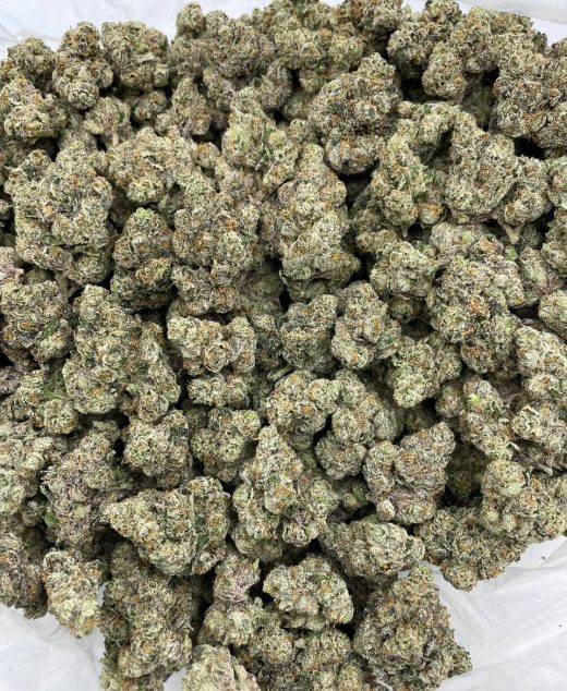 White Himalaya Strain