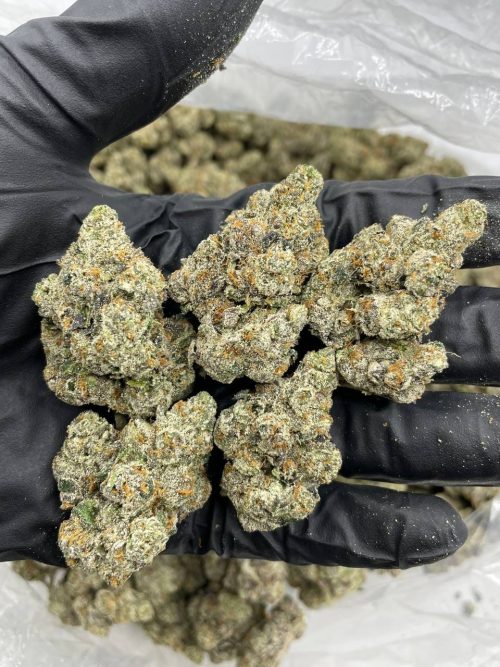 White Himalaya Strain - Image 2