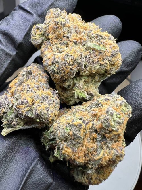 Blue Lobster Strain - Image 2