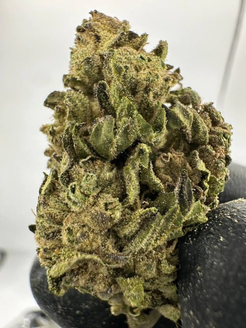Project Gary Strain - Image 2
