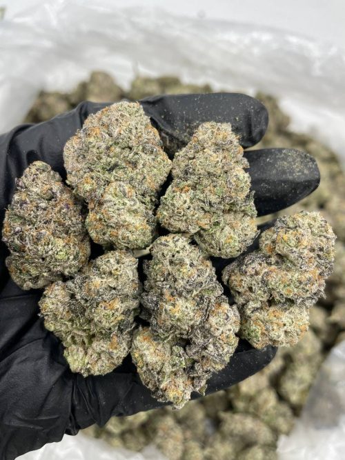 Baja Blast Strain - Image 2