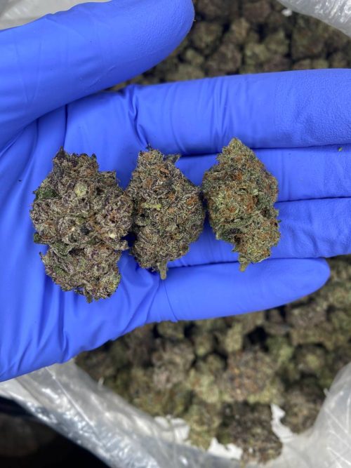 Purple Zaza Strain - Image 2
