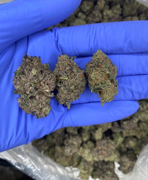 Purple Zaza Strain