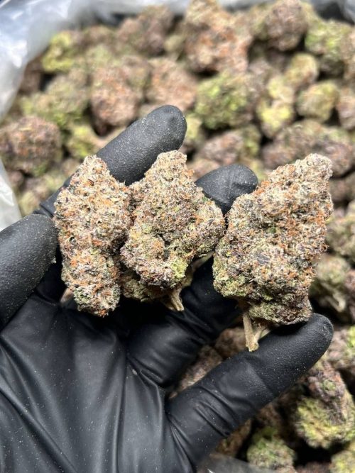 Kinglato Strain