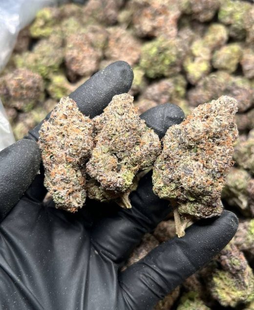 Kinglato Strain