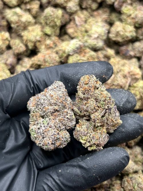 Kinglato Strain - Image 2