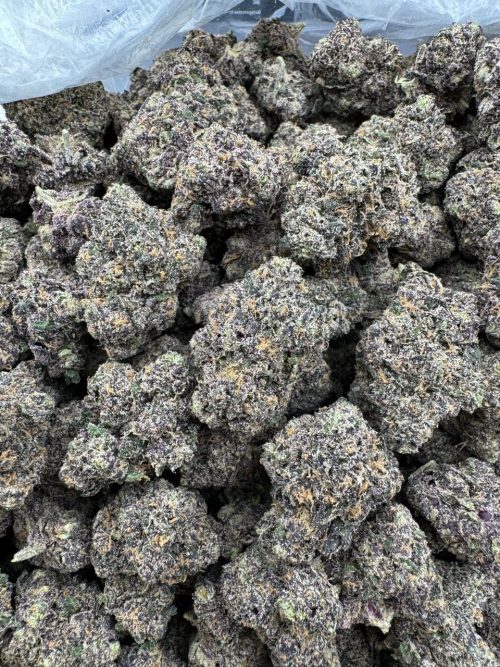 Jammers Strain
